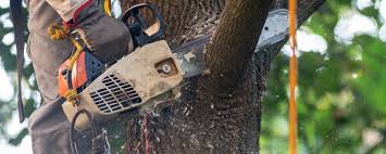 Best Commercial Tree Services  in Phoenixville, PA