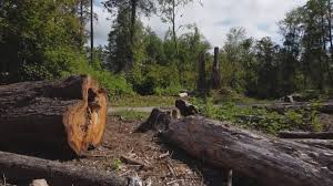 Best Tree Maintenance Programs  in Phoenixville, PA