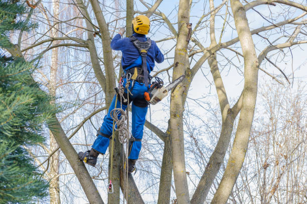 Best Tree Removal  in Phoenixville, PA