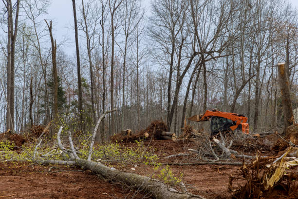 How Our Tree Care Process Works  in  Phoenixville, PA