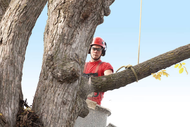 Reliable Phoenixville, PA Tree Care Solutions